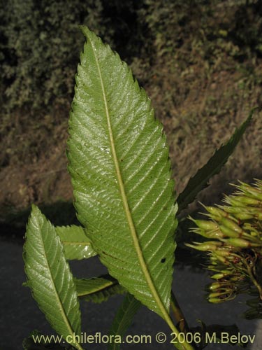 Фотография Caldcluvia paniculata (Tiaca / Triaca / Quiaca). Щелкните, чтобы увеличить вырез.